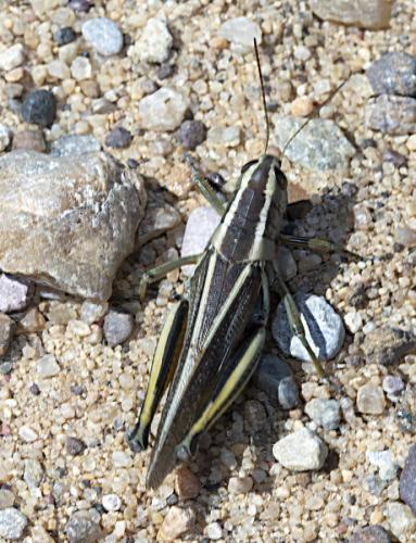 Melanoplus bivittatus