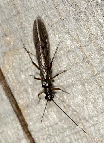 Réf. 294 069 : Protonemura sp.