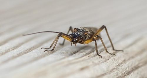 Protonemura sp.