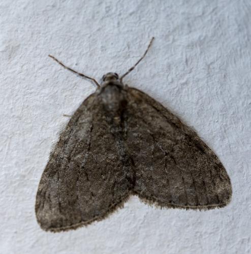 Epirrita sp.