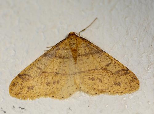 Agriopis aurantiaria