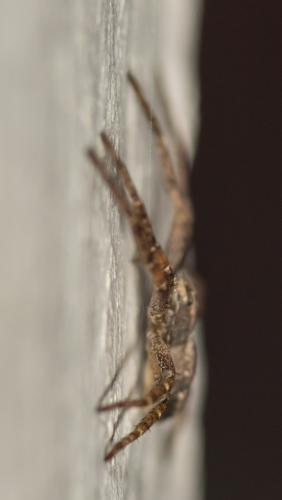 Philodromus sp.