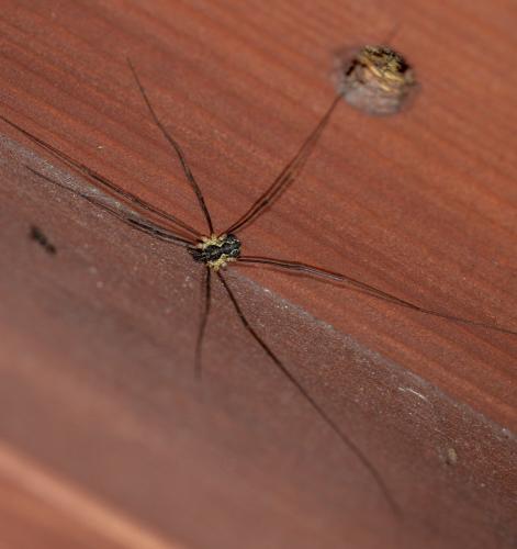 Réf. 294 165 : Mitopus morio