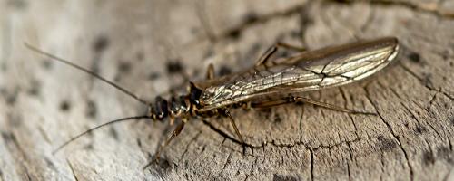 Réf. 294 143 : Protonemura sp.