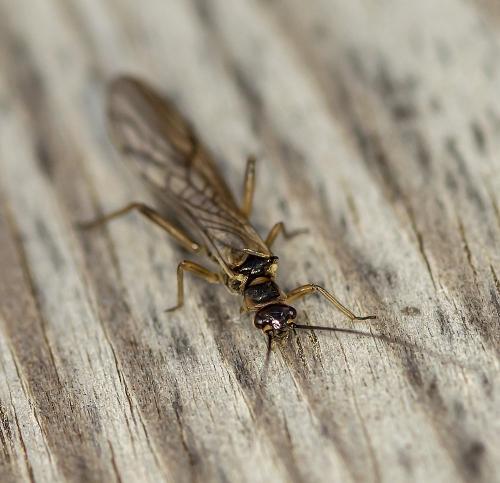Réf. 294 140 : Protonemura sp.