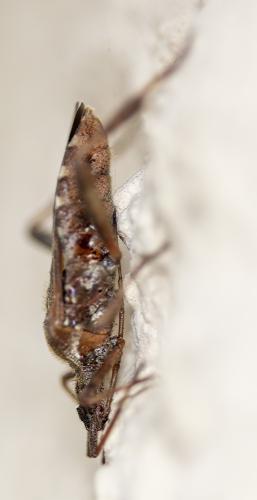 Leptoglossus occidentalis