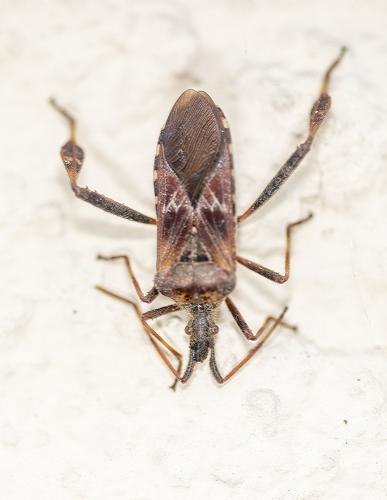 Réf. 294 938 : Leptoglossus occidentalis