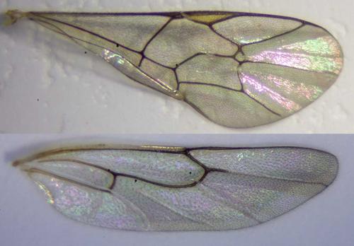 Hyposoter ebeninus