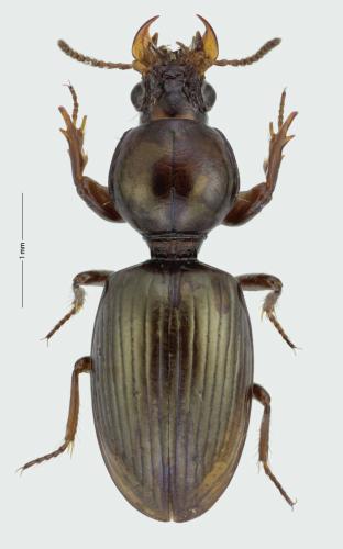 Dyschirius obscurus