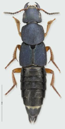 Platydracus fulvipes