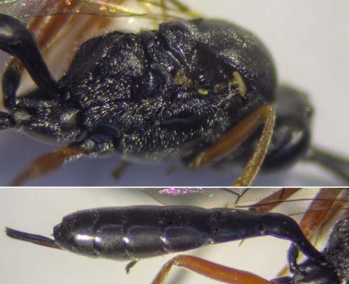 Réf. 294 871 : Hyposoter ebeninus