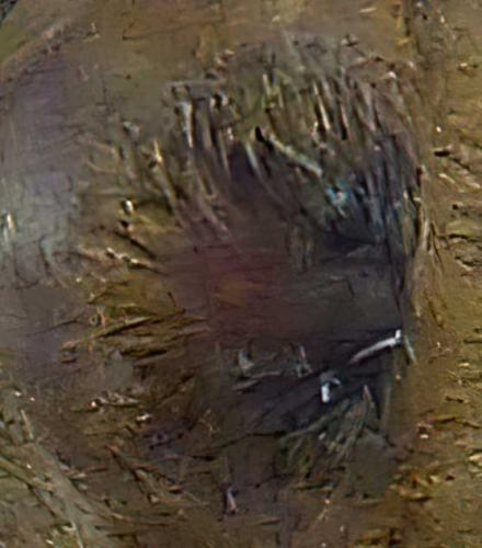 Zoropsis spinimana