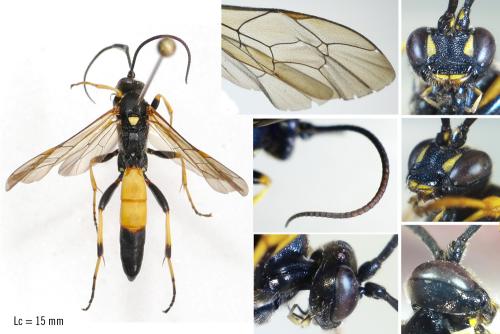Réf. 294 207 : Ichneumon extensorius