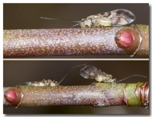 Graphopsocus cruciatus