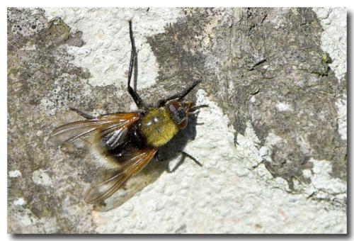 Réf. 294 192 : Mesembrina mystacea