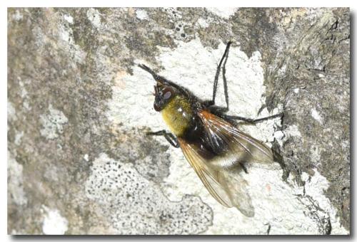 Réf. 294 193 : Mesembrina mystacea