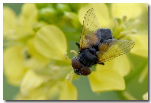 Phasia aurigera