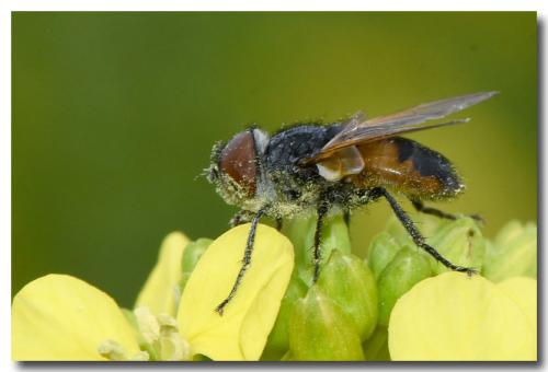 Phasia aurigera