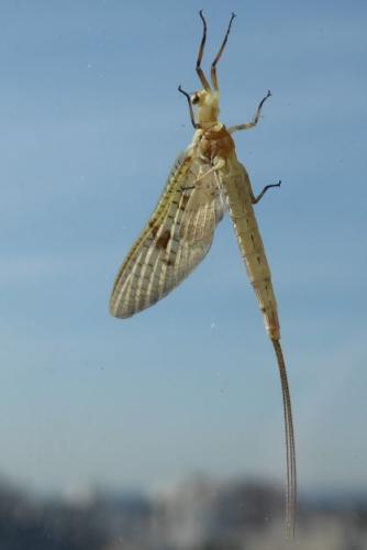 Ephemera sp.