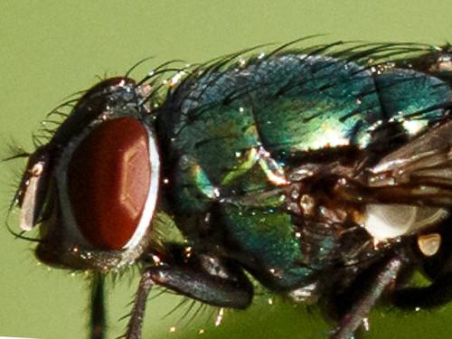 Lucilia illustris