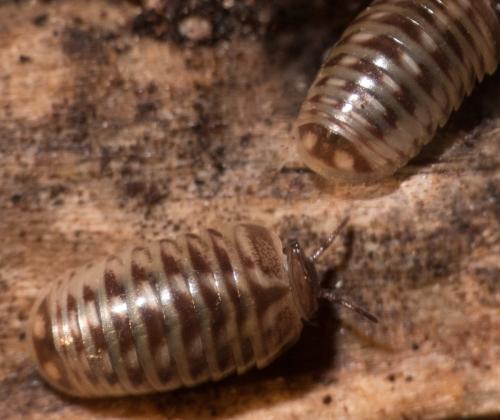 Glomeris marginata