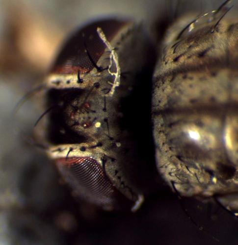 Azelia sp.