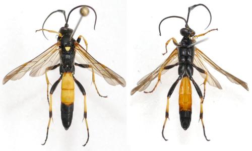 Ichneumon extensorius