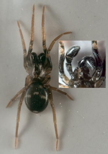 Phrurolithus sp.