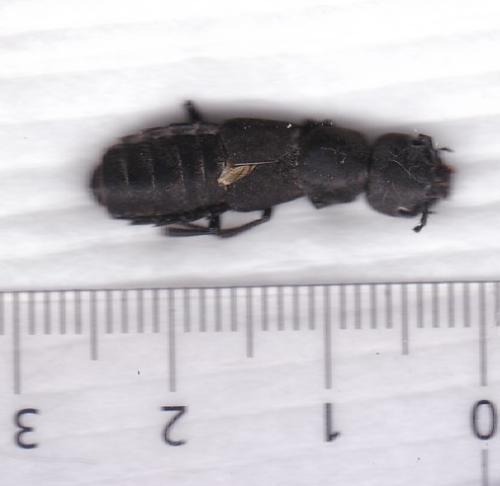 Ocypus sp.