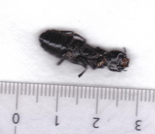 Ocypus sp.