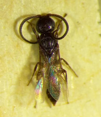 Réf. 294 560 : Sclerogibba crassifemorata