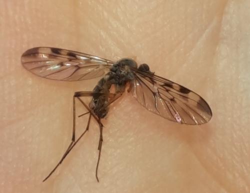 Sylvicola sp.