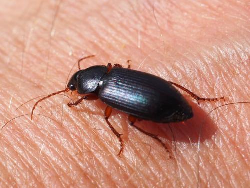 Ophonus sp.