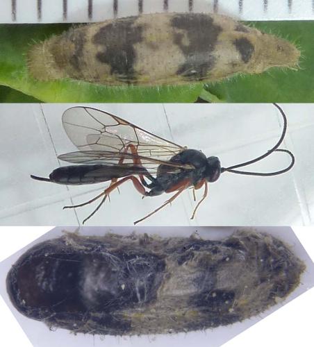 Hyposoter ebeninus