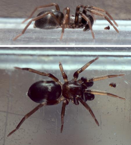 Phrurolithus sp.