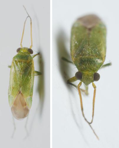 Orthotylus sp.