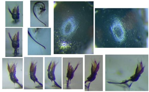 Scymnus apetzi