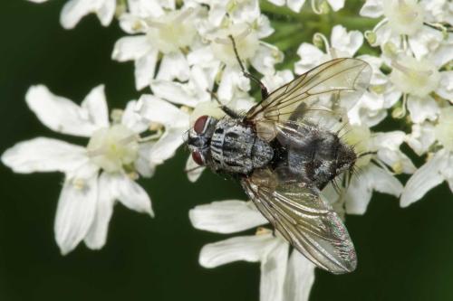 www.galerie-insecte.org/galerie/image/dos294/big/tachinidae-heracleum.jpg