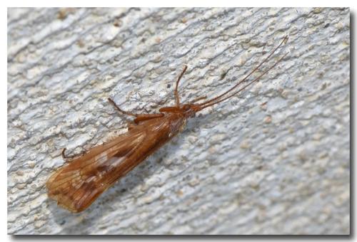 Limnephilus lunatus