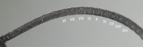 Ichneumon extensorius