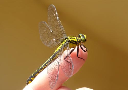 Gomphus vulgatissimus