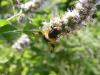 294085 – Photo : Andre Astric – France (68)