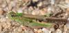 294875 – Photo : Christian Berquer – France (20)