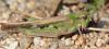 294877 – Photo : Christian Berquer – France (20)