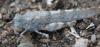 294180 – Photo : Christian Berquer – France (20)