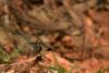 294302 – Photo : Yvon JACQUES – Vietnam