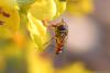 294355 – Photo : Bernard Nogues – France (83)