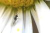 294089 – Photo : Bernard Nogues – France (83)
