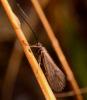 294769 – Photo : Gennaro Coppa – France (08)