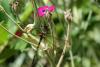 294561 – Photo : PROGNON Maurice – France (37)